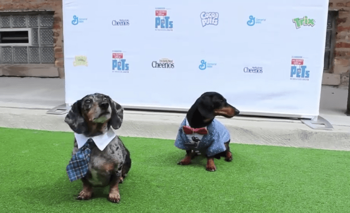 crusue-secretlifeofpets