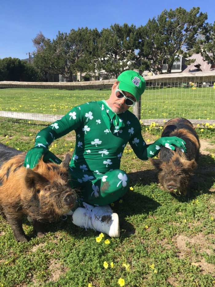 rdj-pigs