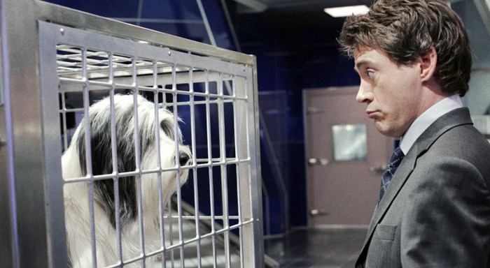 rdj-shaggy.dog
