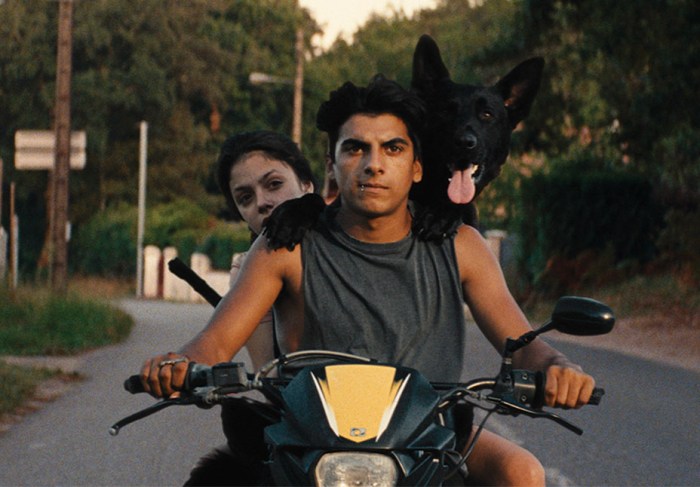 ava_dog_still_h_2017_0_-_embed_2017