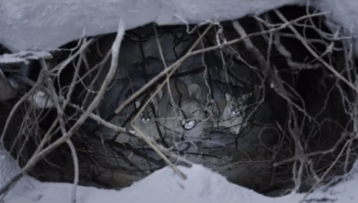 windriver-mountainlion