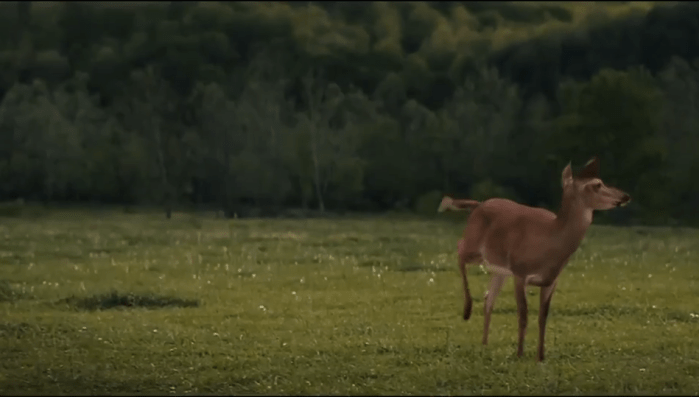 deer-3billboards