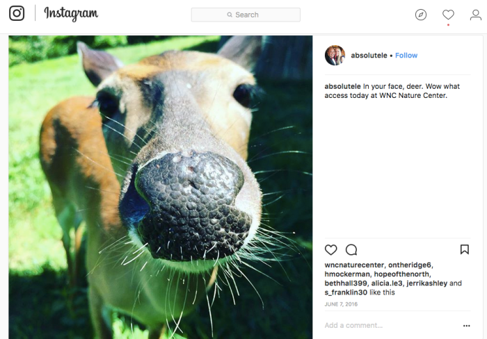 deer-instagram.png