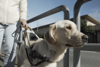 Pick-of-the-Litter_1_400