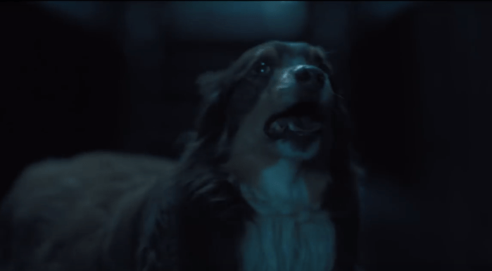 hereditary-dog