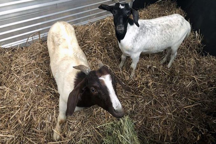 farm-sanctuary-goats