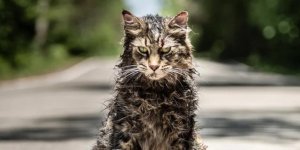 pet-sematary-cat