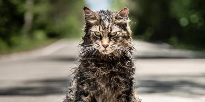 pet-sematary-cat