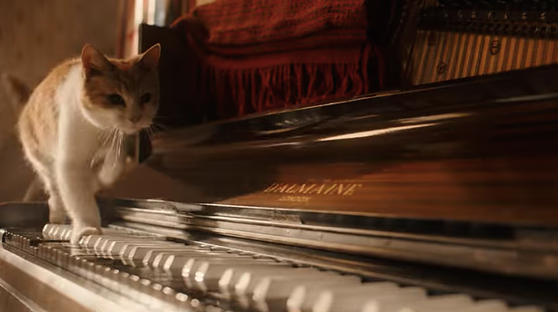 cat-bohemian-rhapsody