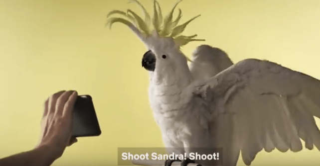 birdboxcockatoo
