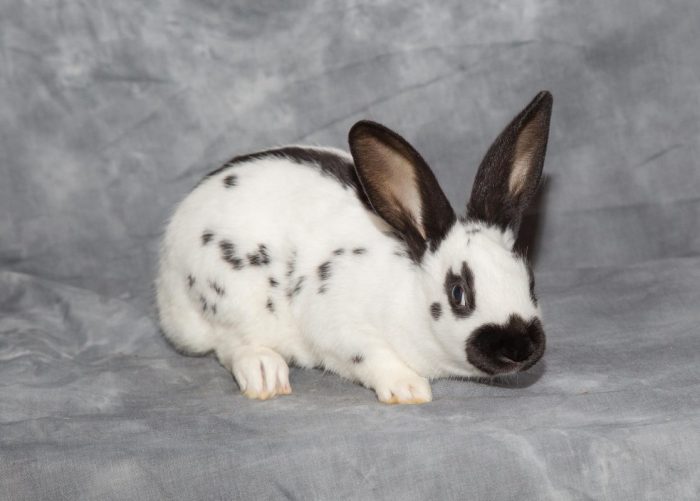 bw-rabbit-1-of-2-1117x800