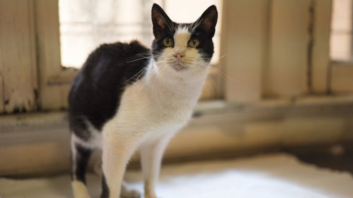 can_you_ever__forgive_me_still