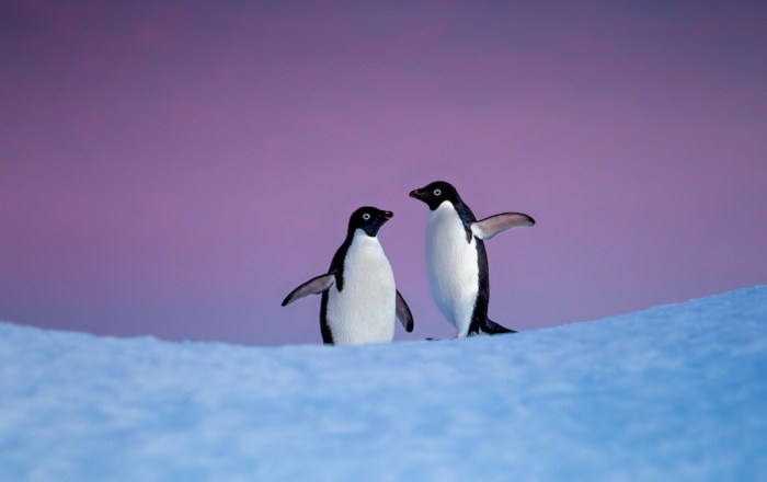 Disneynature "Penguins"