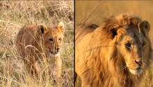 "Lion" follows Kio as he grows from cub to king