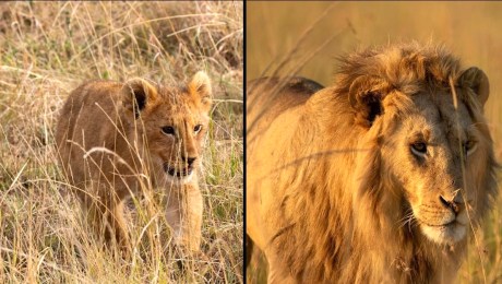 "Lion" follows Kio as he grows from cub to king